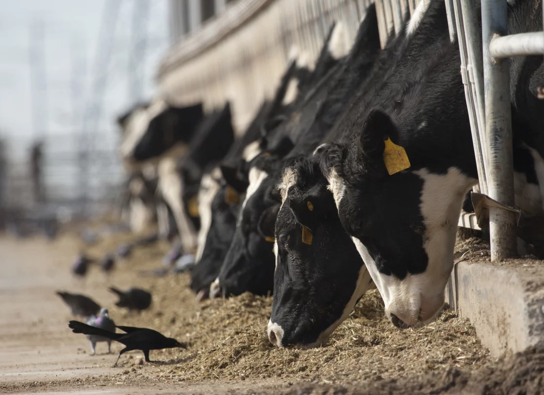 New Bird Flu Variant Detected in Dairy Cows in Nevada